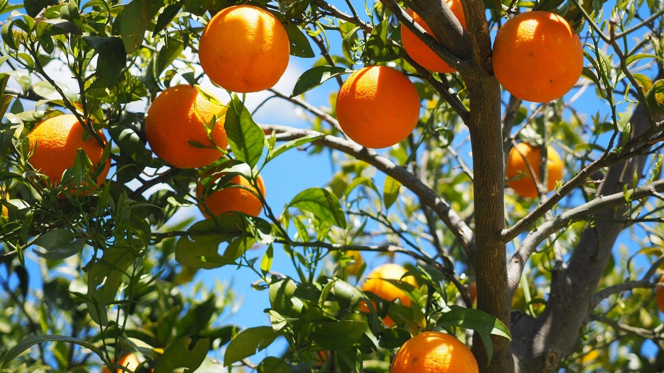 oranges-1117628_1280